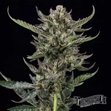 Notorious THC Humboldt Seeds Company