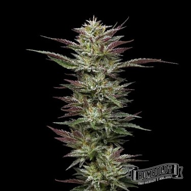 View Nutter Budder Humboldt Seeds Company