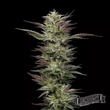 Nutter Budder Humboldt Seeds Company