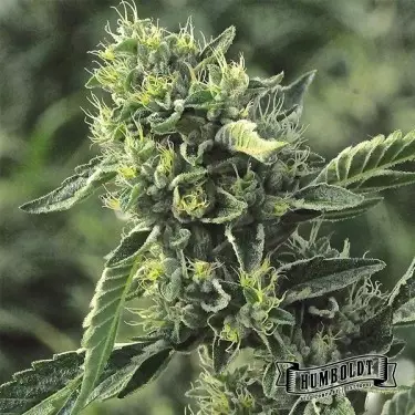 OG Kush Humboldt Seeds Company