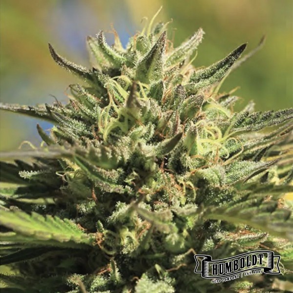 View OG Kush Auto
