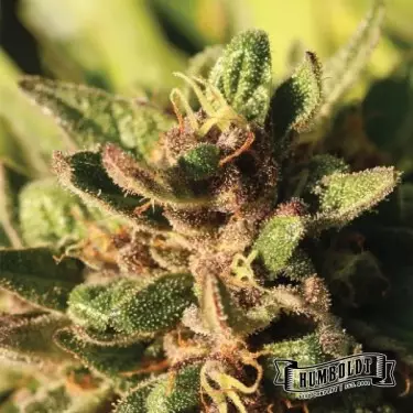 Pineapple Muffin Humboldt Seeds Company