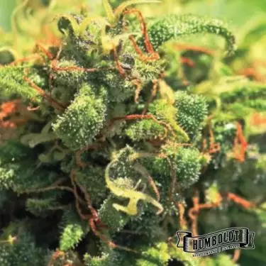 Pineapple Upside Down Cake Humboldt Seeds Company