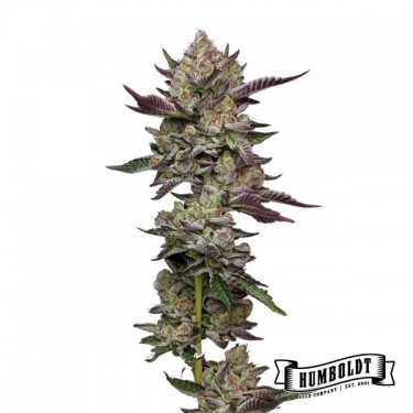 Poddy Mouth Humboldt Seeds Company
