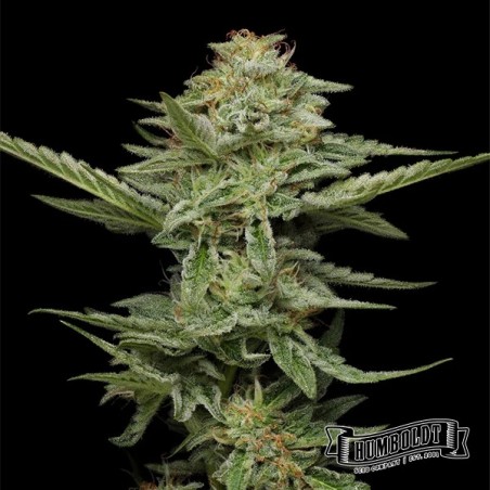 Pistachio Humboldt Seeds Company