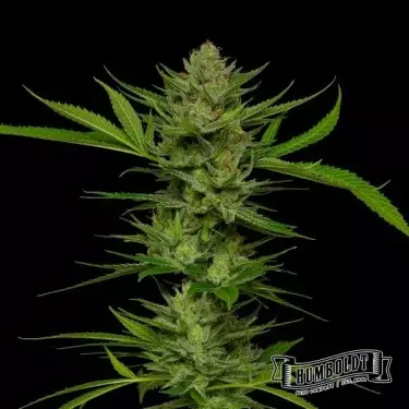 Slightly Stoopid Fruits Humboldt Seeds Company