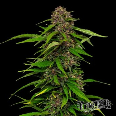 View Squirt Humboldt Seeds Company