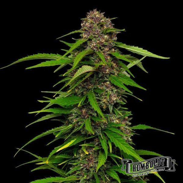 View Squirt Humboldt Seeds Company