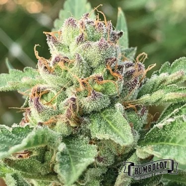 View Apple Blossom Humboldt Seeds Company