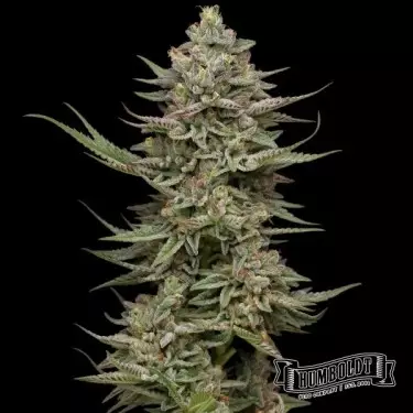 Family Jewels Humboldt Seeds Company