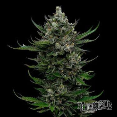 View All Gas OG Auto von Humboldt Seed - GB The Green Brand