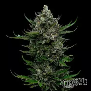 All Gas OG Auto von Humboldt Seed - GB The Green Brand