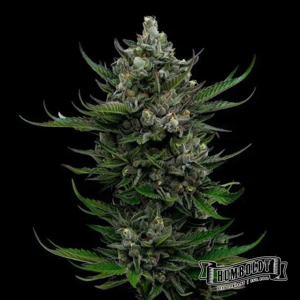 View All Gas OG Auto von Humboldt Seed - GB The Green Brand