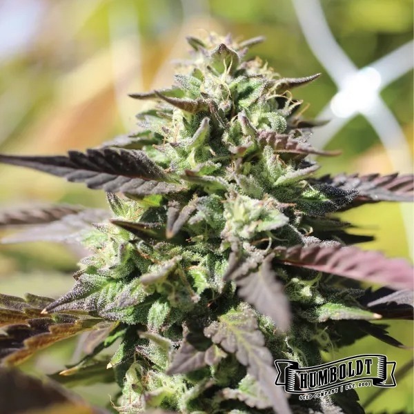 View Chunkadelic Auto von Humboldt Seed - GB The Green Brand