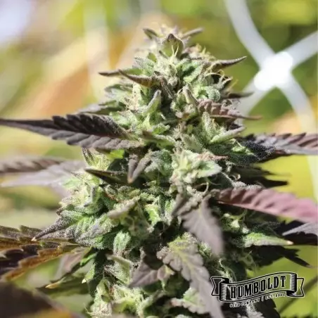 Chunkadelic Auto von Humboldt Seed - GB The Green Brand