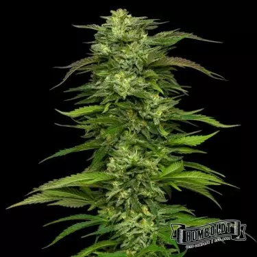 Dream Queen Auto von Humboldt Seed - GB The Green Brand