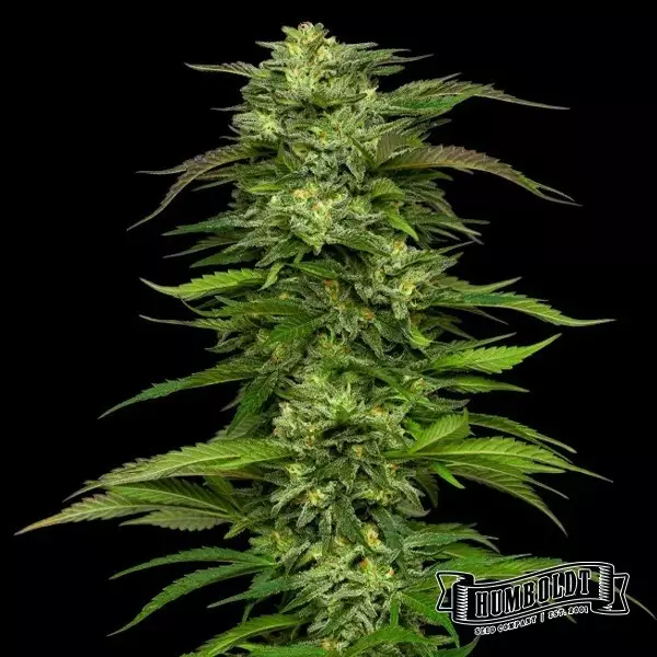 Dream Queen Auto von Humboldt Seed - GB The Green Brand