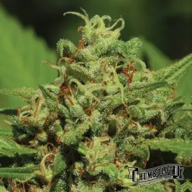 Emerald Fire OG Auto von Humboldt Seed - GB The Green Brand