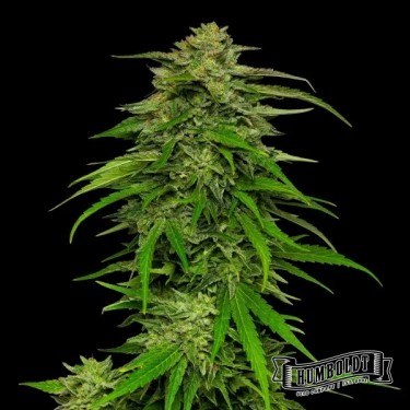 View Mango Sherbet Auto von Humboldt Seed - GB The Green Brand