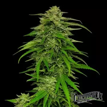 Mango Sherbet Auto von Humboldt Seed - GB The Green Brand