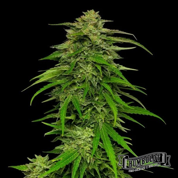 View Mango Sherbet Auto von Humboldt Seed - GB The Green Brand