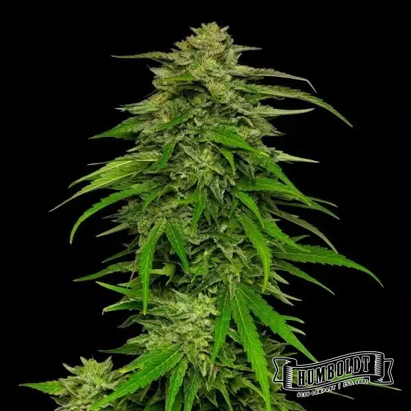 Sicht Mango Sherbet Auto von Humboldt Seed - GB The Green Brand