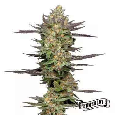 Mint Jelly Auto von Humboldt Seed - GB The Green Brand