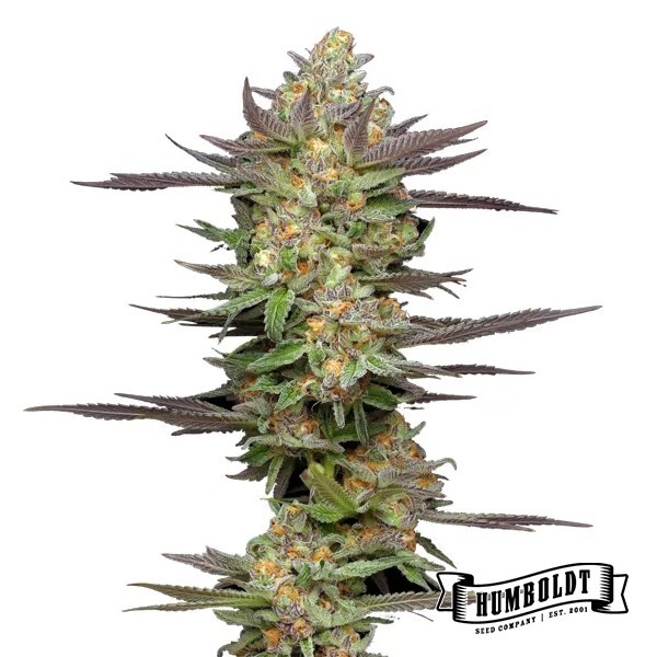 View Mint Jelly Auto von Humboldt Seed - GB The Green Brand