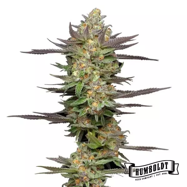 Sicht Mint Jelly Auto von Humboldt Seed - GB The Green Brand