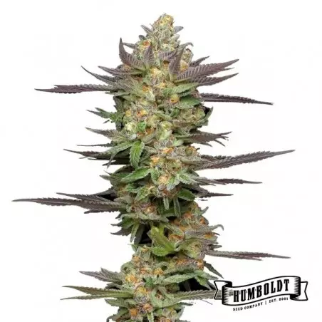 Mint Jelly Auto von Humboldt Seed - GB The Green Brand