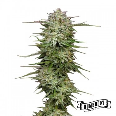 View Pound Town Auto von Humboldt Seed - GB The Green Brand