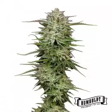 Pound Town Auto von Humboldt Seed - GB The Green Brand