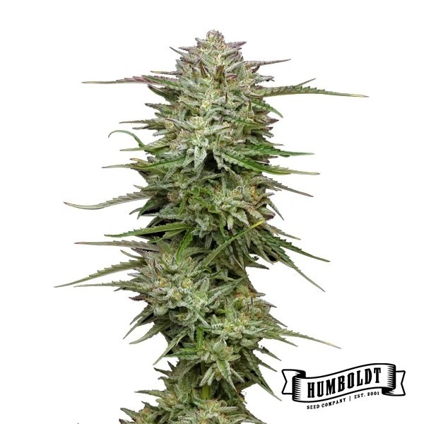 View Pound Town Auto von Humboldt Seed - GB The Green Brand