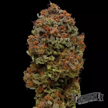 Blueberry Muffin Humboldt Seeds Company