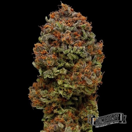 Blueberry Muffin Humboldt Seeds Company