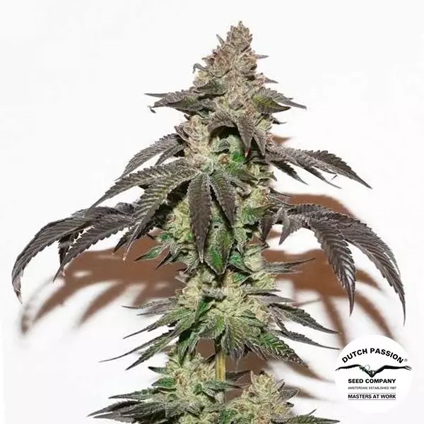 Sicht Kerosene Krash