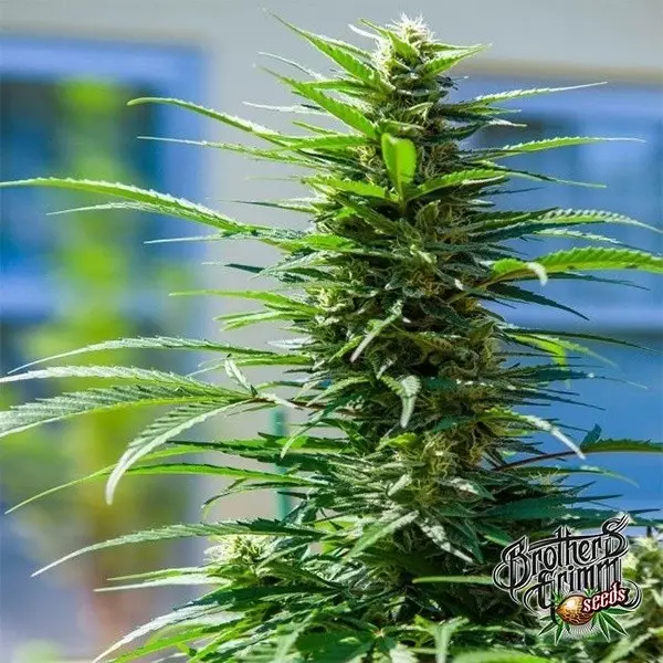 Sicht Rosetta Stone XX