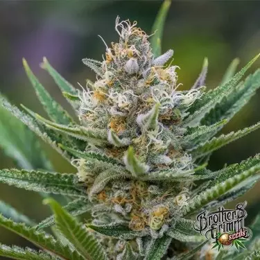 Queen of Soul Regular