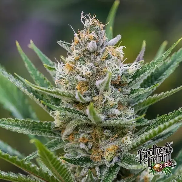 Sicht Queen of Soul Regular