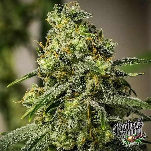 Sicht Rosetta Stone Regular