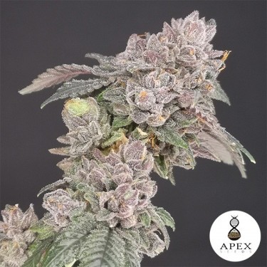 View Biscotti Apex Seeds
