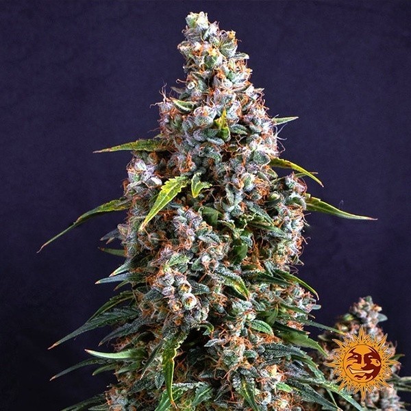 View Strawberry Cheesecake Auto