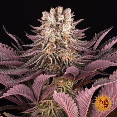 Mimosa x Orange Punch Barney's Farm