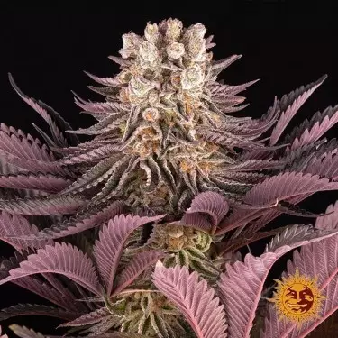 Mimosa x Orange Punch Barney's Farm