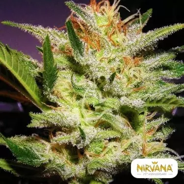 Amnesia Auto-Samen von Nirvana - GB The Green Brand