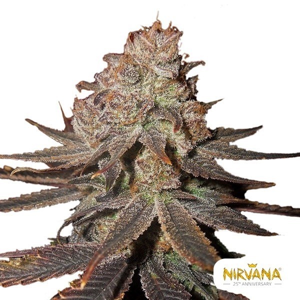 View Blueberry Auto Nirvana Samen