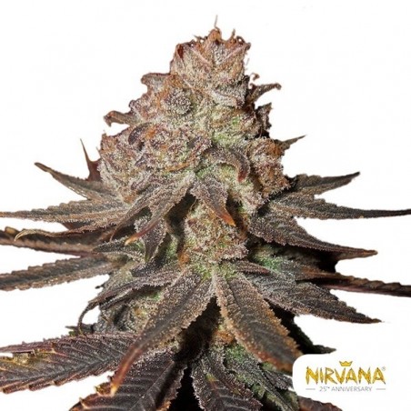 Blueberry Auto Nirvana Samen