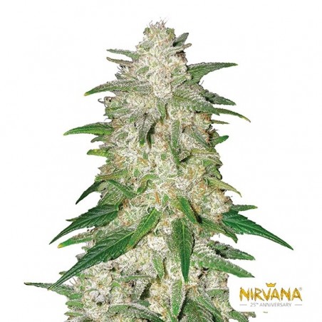 Gelato Auto Nirvana