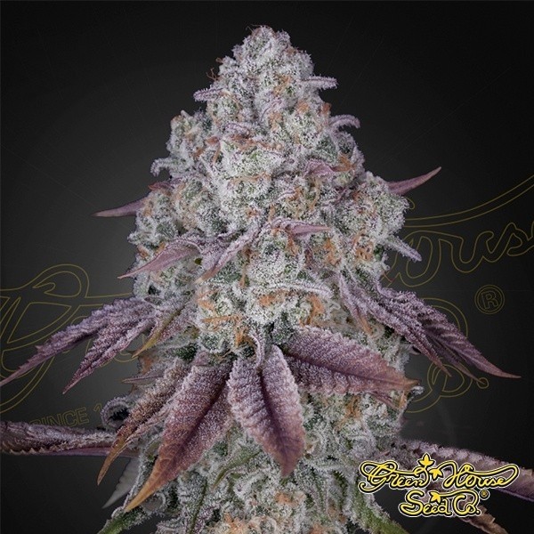 View Persian Pie Green House Seeds
