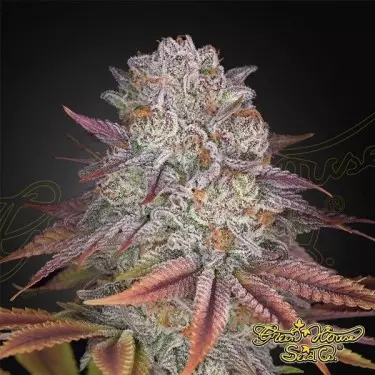 Pulp Friction Green House Seeds